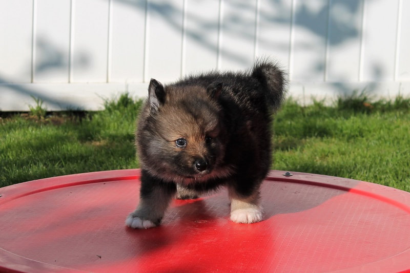 Nieve-Nando ist ein Finnischer Lapphund, hier als Welpe, der Lapinkoira Zuchtstätte Istas Tala in der Schweiz.