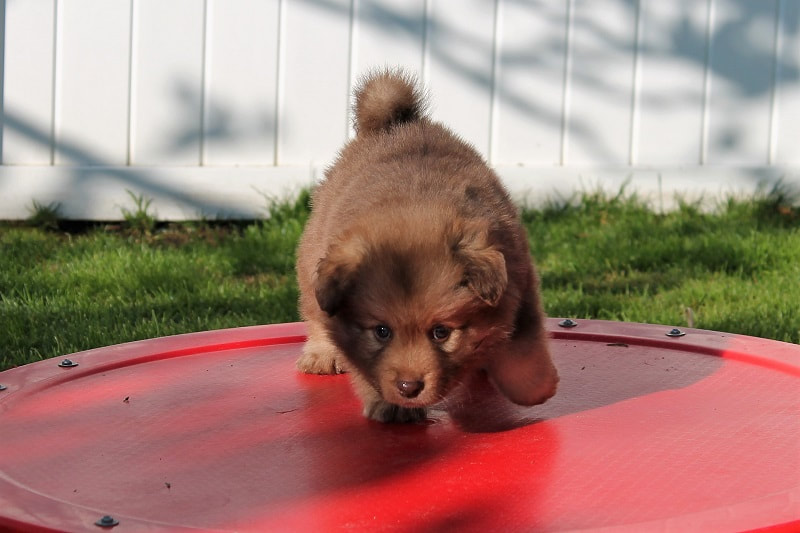 Nieve-Kaleo ist ein Finnischer Lapphund, hier als Welpe, der Lapinkoira Zuchtstätte Istas Tala in der Schweiz.