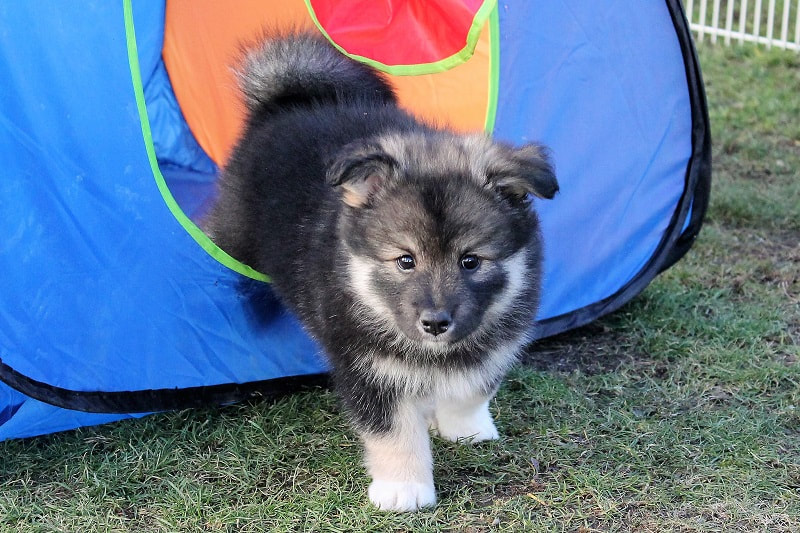 Liko-Liwanu-Lahja ist ein Finnischer Lapphund, hier als Welpe, der Zuchtstätte Istas Tala in der Schweiz.