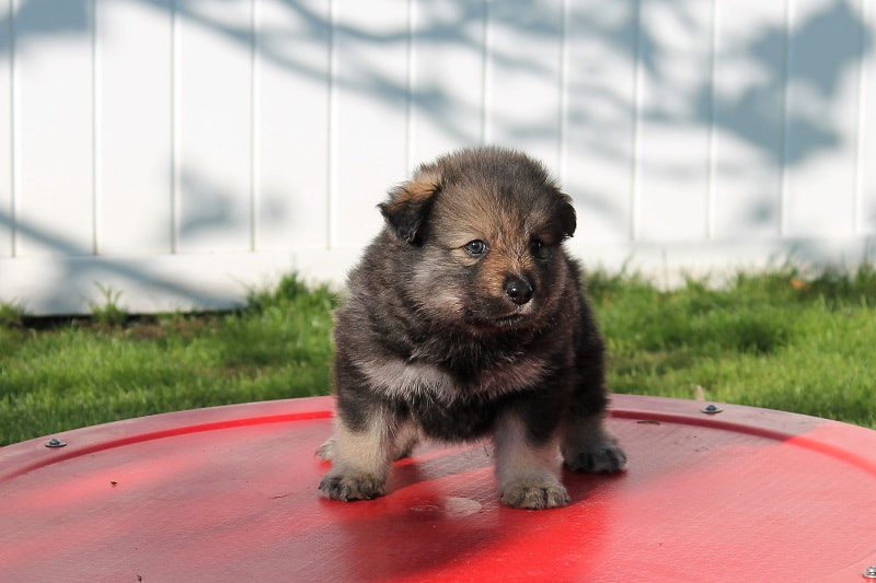 Nieve-Taiga ist ein Finnischer Lapphund, hier als Welpe, der Lapinkoira Zuchtstätte Istas Tala in der Schweiz.